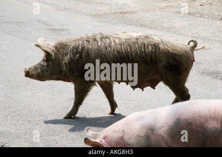 PIG SOW ON ROAD IN NORTHERN ITALY Stock Photo