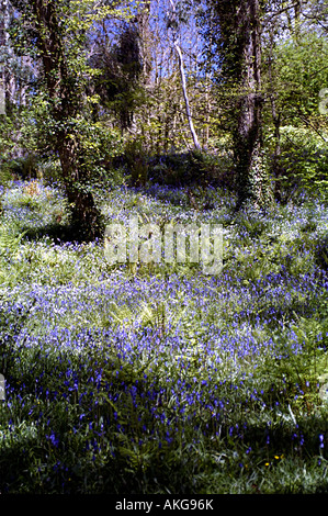 a woodland filled with flowering blue bells in the uk Stock Photo