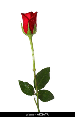 Single Long Stem Red Rose Stock Photo