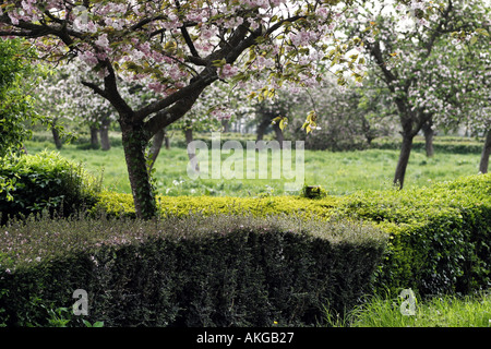 A view into a beautiful apple orchard lush in colour and budding flowers Stock Photo