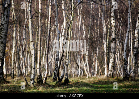 Silver birch trees in the Derbyshire Peak District, UK Stock Photo