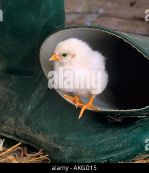 Day old chicks in green wellington boots at Easter time Stock Photo