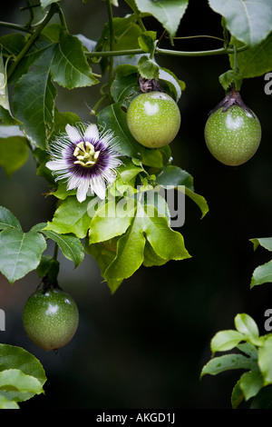 Passiflora Edulis flavicarpa. Passion flower and fruit on the vine in India Stock Photo