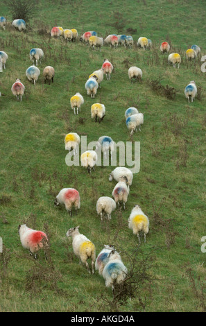 Sheep flock of ewes on Ivinghoe Beacon in the Chilterns at tupping time ...