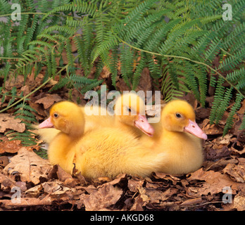 Newly Hatched Ducklings in Spring Stock Photo