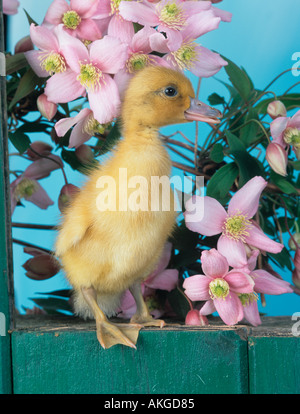 Newly Hatched Duckling in Spring Stock Photo