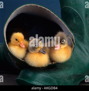 Newly Hatched Ducklings sitting in green wellie Stock Photo