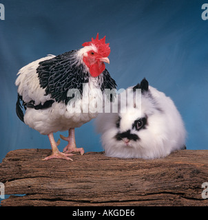 Light Sussex Chicken and Pet Rabbit On Chiltern Smallholding Spring UK Stock Photo