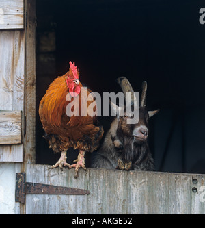 Cockerel and Billy Goat on Chiltern Smallholding UK Stock Photo