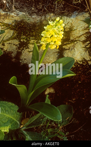 Pale-flowered Orchid Orchis pallens flora plant in flower, Pecos de Europa, Northern Spain Stock Photo