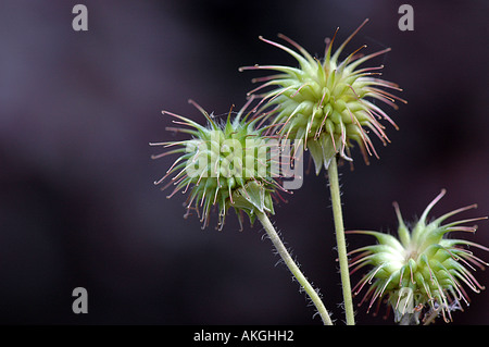 Geum urbanum - Wood Avens, Herb Bennet Stock Photo