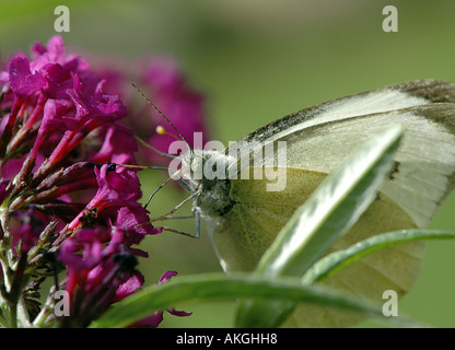 Large cabbage white butterfly Stock Photo