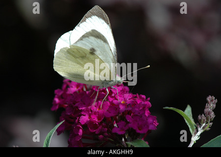Large cabbage white butterfly Stock Photo