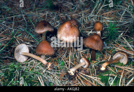 bulbous fibrecap (Inocybe napipes), group on forest ground, Germany, Hinterzarten Stock Photo