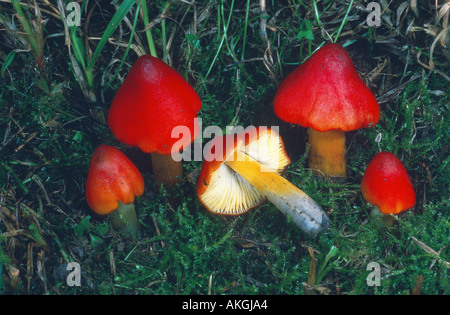 blackening waxcap (Hygrocybe conica, Hygrocybe nigrescens), group between moss, Germany, Sauerland, Balve Stock Photo