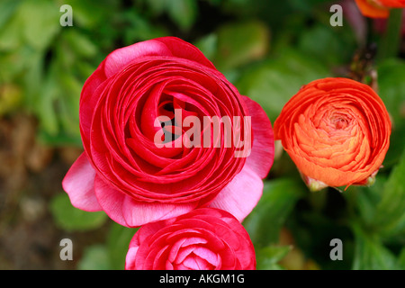 Ranunculus asiaticus