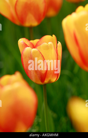 Tulip Springfield Darwin tulip