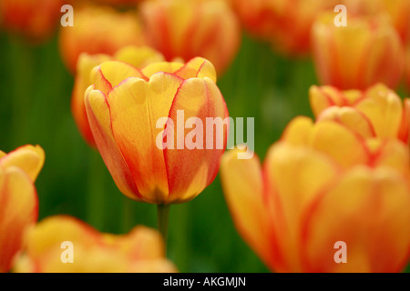 Tulip Springfield Darwin tulip