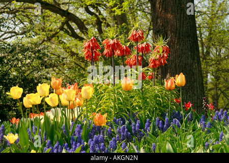 Muscari, tulips and crown imperials, Insel Mainau, Germany Stock Photo