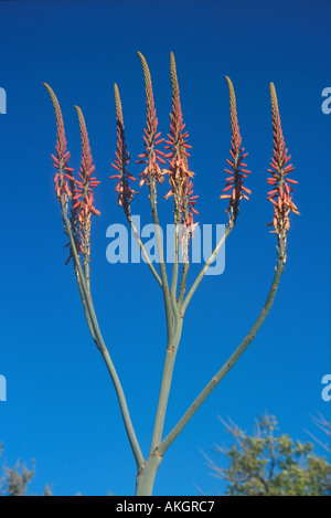 Aloe Aloe littoralis Namibia Stock Photo