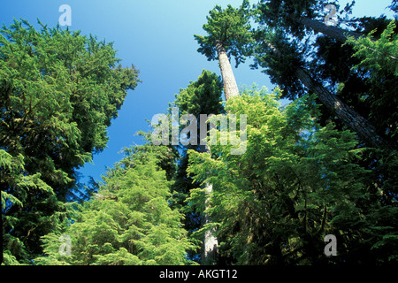 Tree Rainforest Hoh Rainforest looking skywards through tall growth of trees Washington State USA Stock Photo