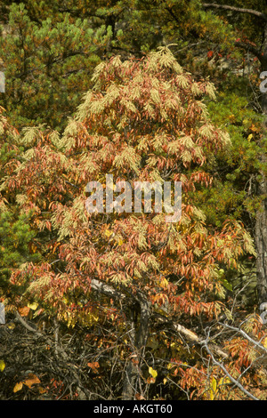 Sourwood Oxydendrum arboreum Autumn Appalachians Stock Photo