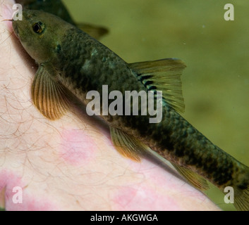 Fish Therapy Spa Kangal Central Anatolia Turkey A combination of ...