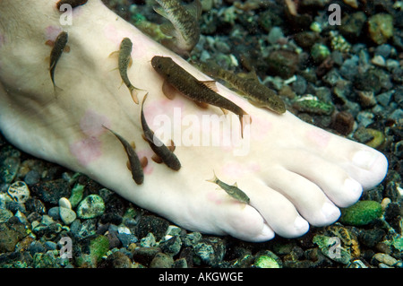 Fish Therapy Spa Kangal Central Anatolia Turkey A combination of ...