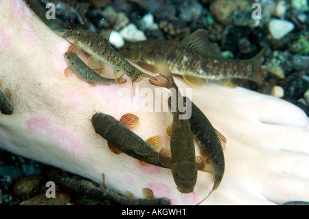 Doctor fish hi-res stock photography and images - Alamy