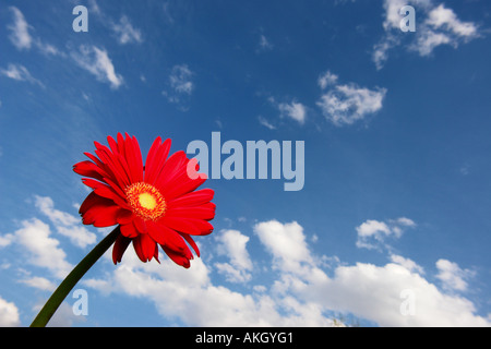 Gerbera against the sky Stock Photo