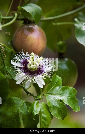 Passiflora Edulis flavicarpa. Passion flower and fruit on the vine in India Stock Photo