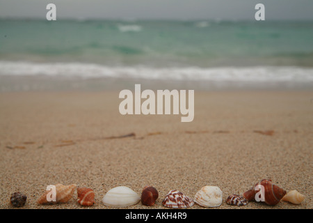 beautiful shells on very nice beach Stock Photo