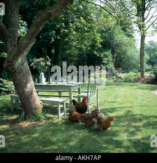 White table and chairs below tree on lawn with chickens and cockerel Stock Photo