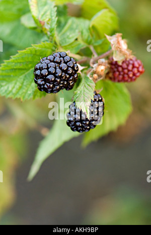 blackberry plant with two ripe black berries on the bush on 1 reddish ripening Stock Photo