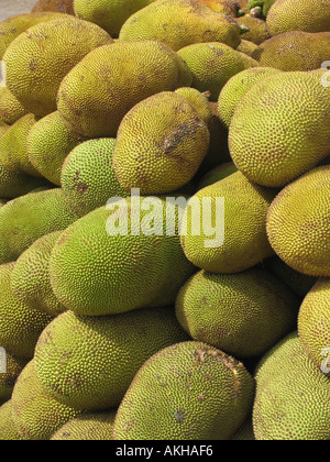 Jackfruit - Artocarpus heterophyllus Lam. Moraceae. Jackfruit is the largest tree-borne fruit in the world Stock Photo