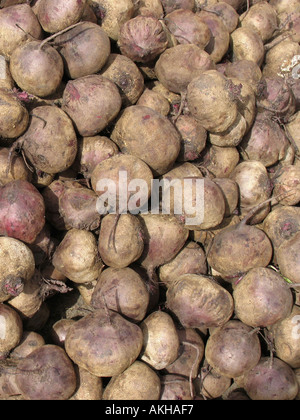 Beta vulgaris rubra - beet having a massively swollen red root; widely grown for human consumption. Commenly called as Beetroot Stock Photo