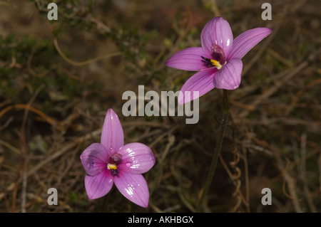 Pink Enamel Orchid (Elythranthera emarginata) flowering, Gooseberry Hill, Perth, Western Australia, September Stock Photo