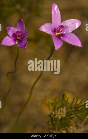 Pink Enamel Orchid (Elythranthera emarginata) flowering, John Forest National Park, Perth, Western Australia, September Stock Photo