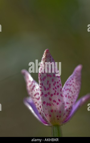 Pink Enamel Orchid (Elythranthera emarginata) back of the flower, John Forest National Park, Perth, Western Australia, September Stock Photo