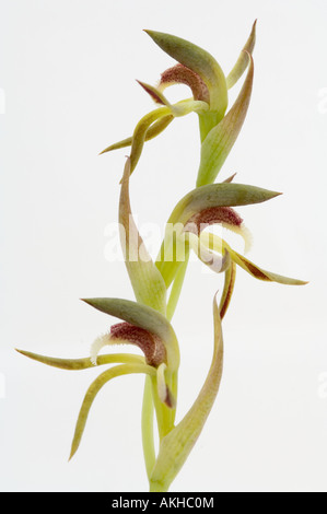 Rattle Beak Orchid (Lyperanthus serratus) flower, white background, Mount Barker, Western Australia, October Stock Photo