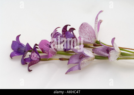 Pink Enamel Orchid (Elythranthera emarginata) and Purple Enamel Orchid (Elythranthera brunonis) flowers, Mount Barker, AU Stock Photo