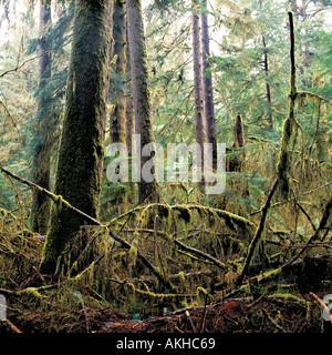 Forest and Undergrowth in a Temperate Rainforest in the Carmanah Valley on Vancouver Island in British Columbia Canada Stock Photo