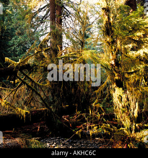 Forest and Undergrowth in a Temperate Rainforest in the Carmanah Valley on Vancouver Island in British Columbia Canada Stock Photo