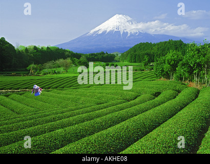 Japanese woman working in tea fields below Mount Fujiyama Stock Photo