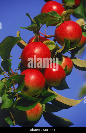 Red apples hanging on the tree in California Stock Photo