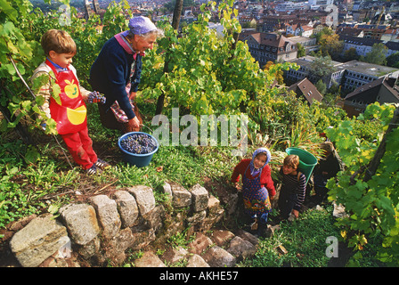 Family harvesting grapes near Esslingen in Germany Stock Photo