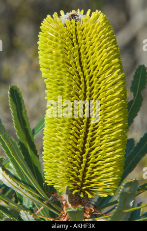 Slender Banksia (Banksia attenuata) inflorescence in bud, Fitzgerald River N.P., Western Australia, October Stock Photo