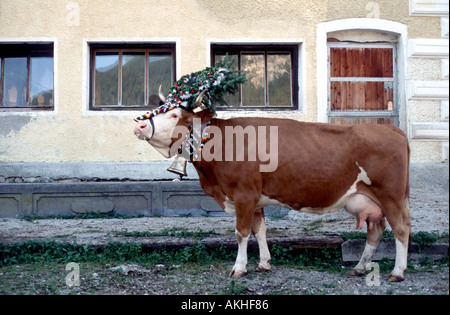 Europe Austria Tirol Tyrol cow decorated Stock Photo