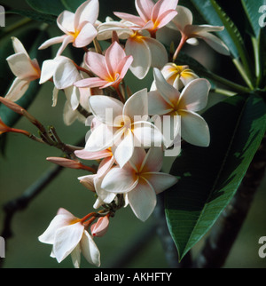 Pink white frangipani flowers with yellow centers in close up growing on a tree in Barbados the West Indies Stock Photo