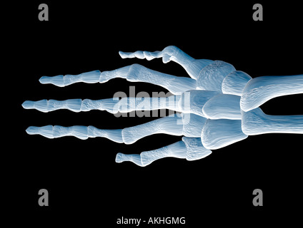 skeleton of a hand Handskelett Stock Photo